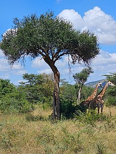 Bild einer Giraffe